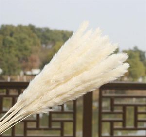 US Stock 30st Natural Torked Pampas Grass Reed Home Wedding Flower Gunch Decor Torkade blommor utomhusrosa dekor25737079733