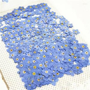 Decorative Flowers 1000pcs DIY Handmade Material Dried Flower Forget Me Not