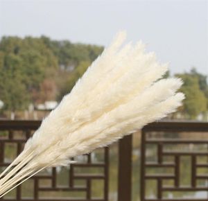 US STOCK 30pcs Natural Dried Pampas Grass Reed Home Wedding Flower Bunch Decor Dried Flowers Outdoor Pink Decor25732079139