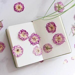 Dekorativa blommor 12st/3-5 cm pressad gradvis rosa roshuvud torrt blomma dropplim bokmärke po ram ansikt klistermärke material