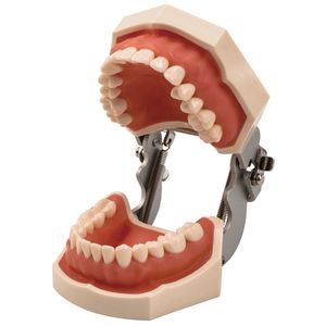 Modelo de dentes dentários modelo de ensino de dentes com goma padrão dental modelo typodont prática de dentista de dente removível Estudando modelo