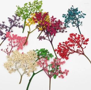 Dekorative Blumen 100pcs gepresst getrockneter Sambucus adnata Wandblumenpflanze Herbarium für Make -up -Schmuck Postkarten Einladungskarten Telefon Hülle
