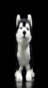 25cm Siberiano Husky Dog Pluxus Toy W Brownblue Olhos Realmente o Alasca Malamute Brinquedos de Animal de Animal LJ2011263880637