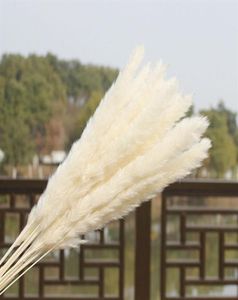 US Stock 30st Natural Dried Pampas Grass Reed Home Wedding Flower Gunch Decor Torkade blommor utomhusrosa dekor25732940936