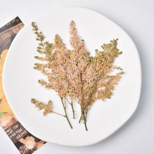 装飾的な花5-13cm/12pcs nature astilbe chinensis pressedフラワーミニドライドディー接着剤ドロップ電話ケースパーティーカードブックマークPOフレーム