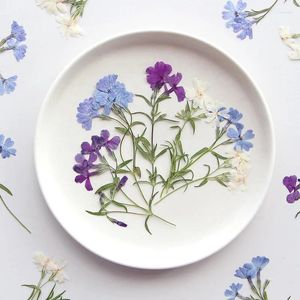 Decorative Flowers 60pcs Pressed Dried Phlox Drummondii Hook Leaf Flower Herbarium Resin Epoxy Jewelry Card Bookmark Frame Phone Case Makeup