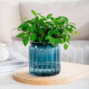 Plantas hidropônicas suculentas maconha com rega de flor autopot mini -plantador pants de mesa de floresta de flores para casa de flores de bombas