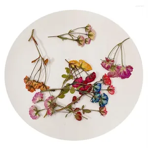 Dekorativa blommor 60st pressade torkade flerhuvuden kinesiska rosknoppar blommor växter herbarium för smycken bokmärke telefonfodral vykort