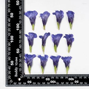 Dekorative Blumen gepresst getrocknete blaue Schmetterling Blume Herbarium Schmuck Postkarte Lesezeichen Rahmen Telefonhülle Gesicht Make -up Lampe Karte DIY