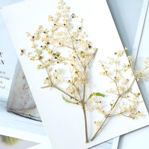 Decorative Flowers Sambucus Adnata Pressed Flower 10-13cm 12PCs DIY Plant Bookmarks Desk Lamps Party Greeting Cards Dry Handemade Materials