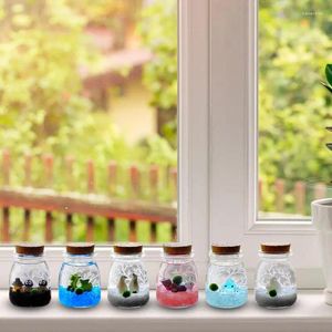 Vaser växt terrarium glas burk kreativ hydroponic behållare med kork för luftväxter hållbara transparenta gåvor