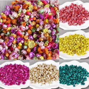 Flores decorativas 140pcs Real seco Little Star Flor Head Diy Craft resina epóxi Candle, fazendo jóias