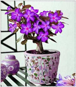 2 PCSBAGブルーデザートローズフラワーアデニウムobesum Bonsai Flower Double Petals Potted Plant Home Gard