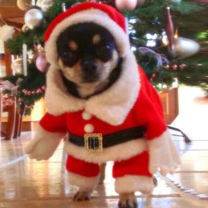 Hundkläder Cat Costume Santa Cosplay Funny Transformed Cat/Dog Cute Pet Claus Rollspel Julfesttillbehör