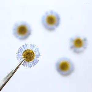 Fiori decorativi 1,5-2,5 cm/24 pezzi pressati Erigeron annuus petali secchi di fiori dipinti di segnalibri dipinti a mano