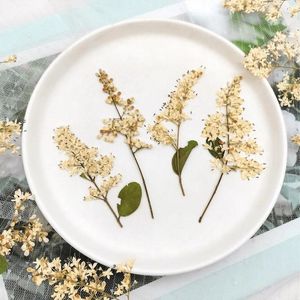 Decorative Flowers 60pcs Pressed Dried Ligustrum Lucidum Ait Flower Herbarium For Resin Epoxy Jewelry Card Bookmark Frame Phone Case Makeup