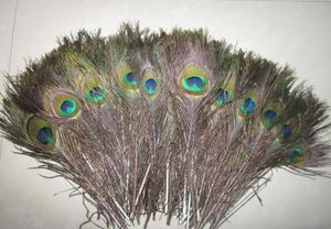 200PCSLOT 길이 2530 cmbeautiful Natural Peacock Feather012751117