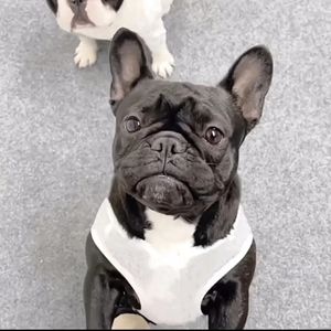 Köpek yaz serin tshirt pet yavrusu yelek kıyafetleri küçük orta köpekler için fransız bulldog pug schnauzer bichon qqc03 240416