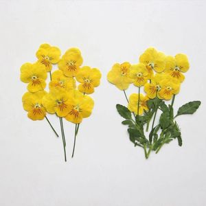 Decorative Flowers 120pcs Pressed Dried Viola Cornuta Stem Flower Herbarium For Resin Epoxy Jewelry Card Bookmark Frame Phone Case Face