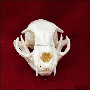 Oggetti decorativi Figurine vere ossa di animali da tassidermia per la decorazione artigianale esemplare di lavoro da collezione studia in goccia speciale Dhctw
