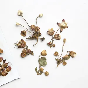 Dekorativa blommor 60st pressade torkade blomma knoppblad stam herbarium för harts epoxy smycken kort bokmärke ram telefon fodral makeup lampa