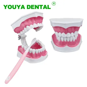 Heads Dental Teaching Model Borsting Teeth Education Model With Tooth Brush Kids Studie Demonstration Model Dentistry Produkt