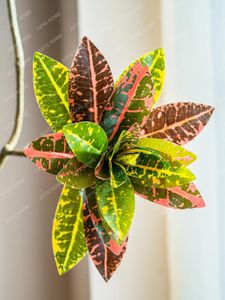 Fiori decorativi colorati codiaeum variegatum soggiorno interno grandi alberi finti pianta verde decorazione