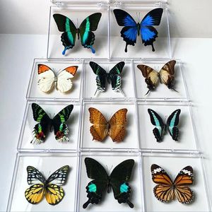 Decorative Figurines Natural Real Butterfly Specimens Rare And Exquisite Transparent Boxed Mixed Butterflies For Education Collection Rese