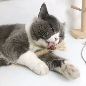 Toys Natural Matatabi Pet Cat Snacks Sticks Cleaning Tooth Catnip Cat Toys Actinidia Silvervine Pet Toy for Cats Accessories