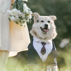 Jackets Elegant Pet Dog Suit Coat Puppy Wedding Suit Fake Two Pieces Cute Puppy Suit with Tie Dog Costume for Small Medium Large Dogs
