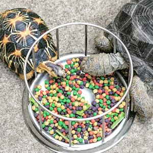 Supplies 304 Stainless Steel Tortoise Turtle Feeder Pet Supply SemiWater Food Dispenser Bowl Feeding Tool Reptile Basin Home Water Dish