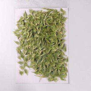 Decorative Flowers 250pcs Pressed Dried Flower Green Grass Herbarium For Nail Art Jewelry Bookmark Phone Case Invitation Card DIY