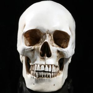 Lifesize 1:1 Human Skull Model Replica Resin Medical Anatomical Tracing Medical Teaching Skeleton Halloween Decoration Statue