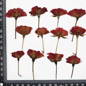 Dekorative Blumen 120pcs gepresst getrocknete Rosenblumenpflanzen Herbarium für Harzschmuck machen Postkartenrahmen Telefonhülle Handwerk DIY