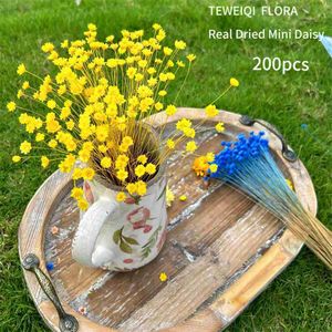 Flores secas 200pcs Flores secas naturais Brasileiras pequenas estrelas margaridas decorativas mini camomila buquê casamentos de casamento florais decoração de casa decoração