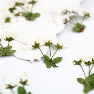 Dekorative Blumen 24PCs natürlicher gepresster echter weiße ewige Blütenblätter DIY Hochzeitseinladungen Lesezeichen Geschenkkarten Flores Gesichtsdekoration