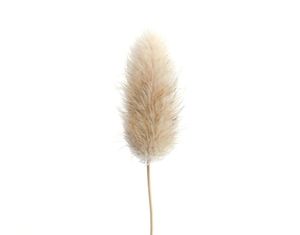 20 Stems Dried Flower Bunny Tail Natural Plants Floral Rabbit Grass Bouquet Home Decoration Accessories3424179