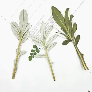 Decorative Flowers 100pcs Pressed Dried Gazania Rigens Moench Leaves Flower Plants For Epoxy Resin Pendant Necklace Jewelry Making Craft DIY