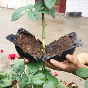 Decorazioni pianta radicando la propagazione della sfera di radicamento della scatola pianta cloner innesto di allevamento di semina del contenitore per la scuola materna semi da giardino