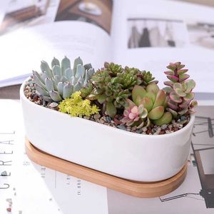 Planters Pots 1 set of minimum white ceramic adsorption plant pots flower pot decorations desktop home decor (1 pot+1 tray) Q240429