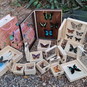 Dekorativa figurer Verkliga fjärilsprov Solid Wood Box Beetle Animal Picture Frame vardagsrum Barnmålning Födelsedagspresent