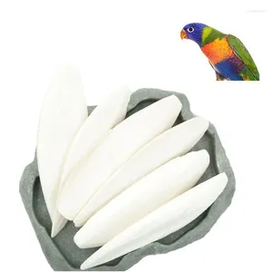 Andra fågelförsörjningar 1 Pack CuttleBone Cuttlefish Sepia Bone Cuttle Fish Food Calcium Pickstone Pet Parrot Birds Teeth Grind Training