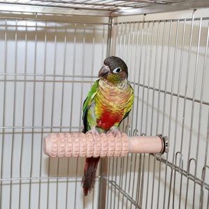 Altre forniture per uccelli Supporto per bastone in legno per pappagalli Gabbia per dentizione Nido per affilare gli artigli