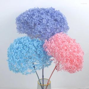 Decorative Flowers 25cm Head Colorful Preserved Hydrangea Anna With Stem Small Leaf Real Eternal Handmade DIY Material Home Decor