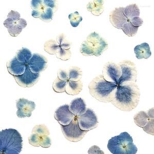 Flores decorativas 1.3-4cm/real natural seco prensado imprensa seca pavão pétalas de hortênsia em azul diy para resina epóxi jóias caso de telefone