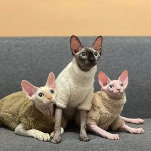 Kostiumy kotów zimowe ciepłe ubrania flanne bluzy sphynx odmienne pullover sphinx kociak devon rex dostarcza