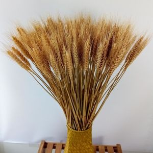 200 pcs乾燥天然トリティックス小麦束の花のアレンジメントホームテーブルウェディングパーティーセンターピース装飾24''tall265j
