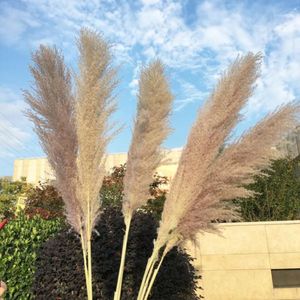 20 Pçs / lote Cor Plantas Secas Pampas Grama Natural Phragmites Communis Decoração para Casa Casamento Flor Bunch 56-60cm Tall1297Y