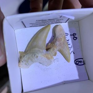 Naturalne zęby rekinów szorstkie ostre zęby rekina325k