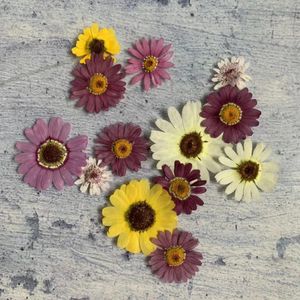 120pcs Pressed Dried Mixed Pericallis Hybrida Flower Plants Herbarium For Epoxy Resin Jewelry Making Face Makeup Nail Art Craft 240223